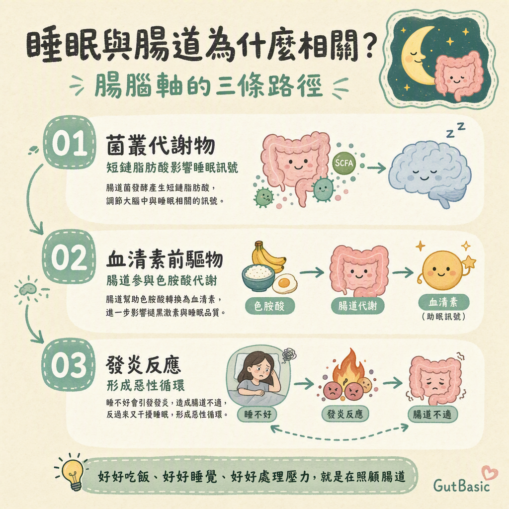 睡眠與腸道為什麼相關:腸腦軸三