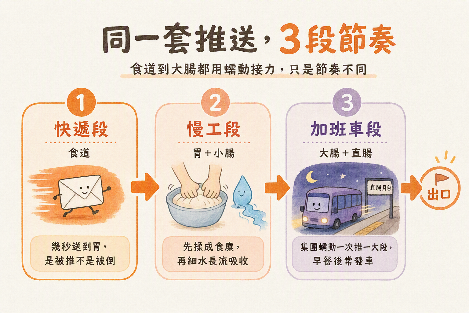 消化道三段節奏示意圖