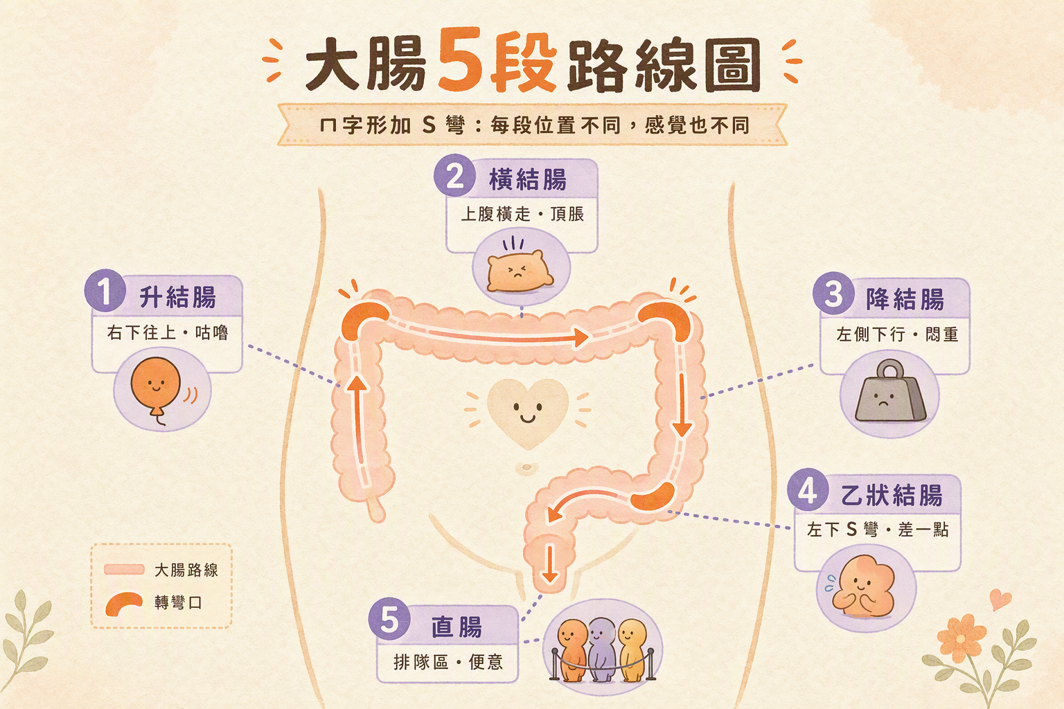 升橫降乙狀直腸五段位置與感覺
